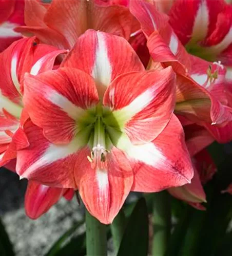 Hippeastrum 'Exotic Striped'