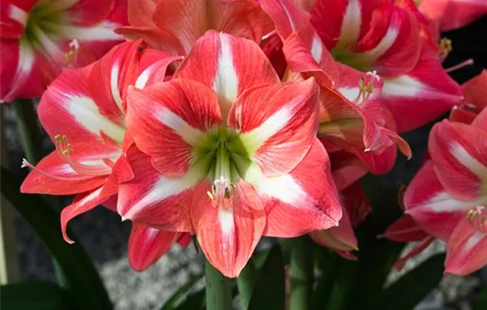 Hippeastrum 'Exotic Striped'