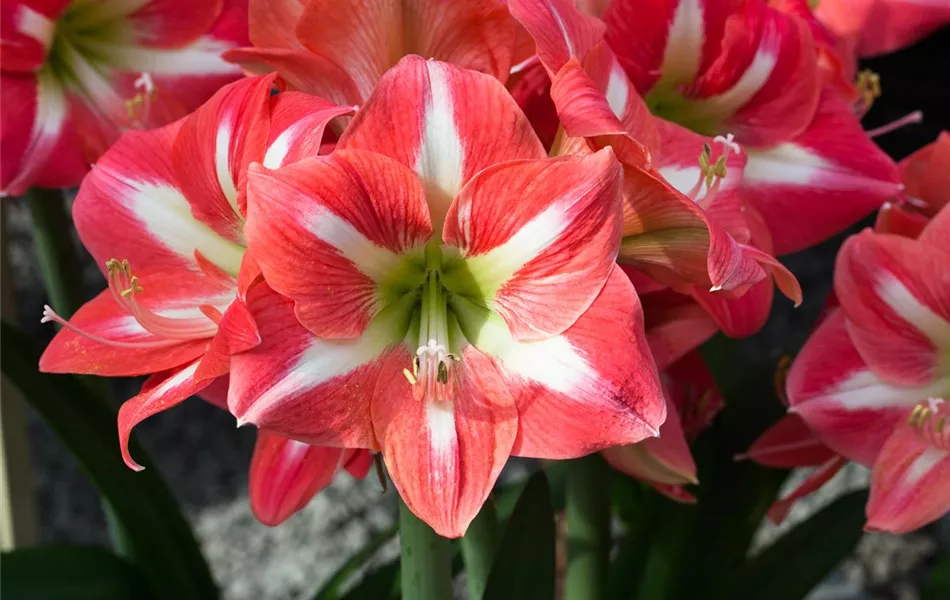 Hippeastrum 'Exotic Striped'