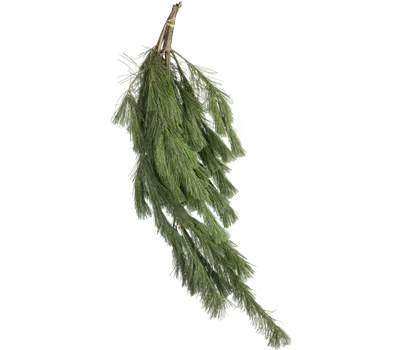 Seidenkiefer Zweige Bund - frisch Seidenkiefer Zweige Bund - frisch