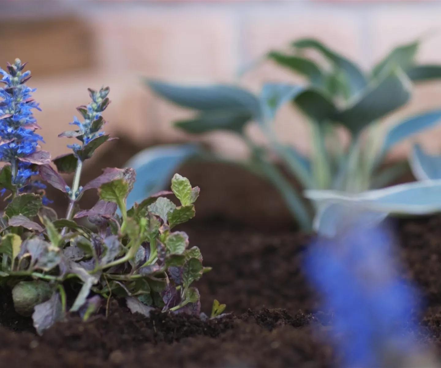 Kriechender Günsel - Einpflanzen im Garten