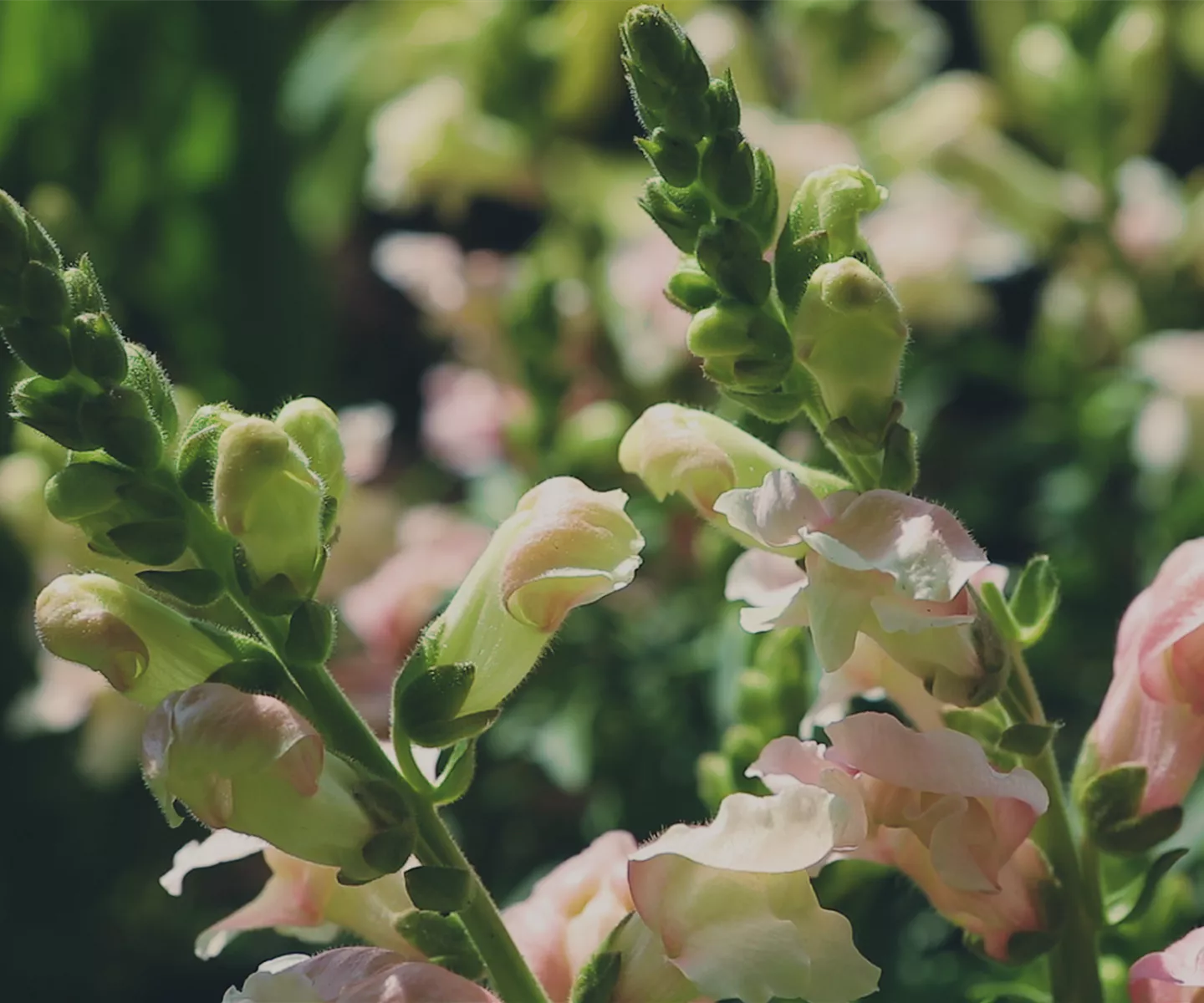 Löwenmaul - Einpflanzen im Garten