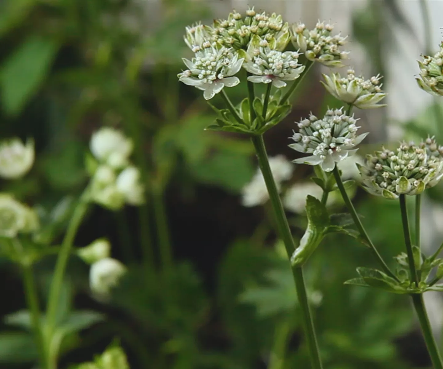 Sterndolde - Einpflanzen im Garten