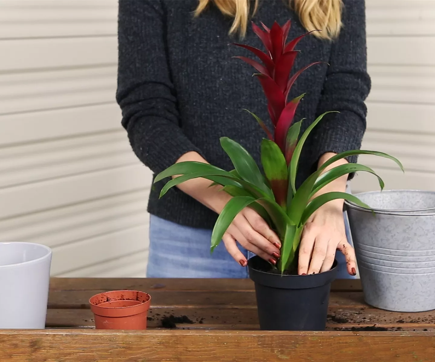 Bromelie - Einpflanzen in ein Gefäß