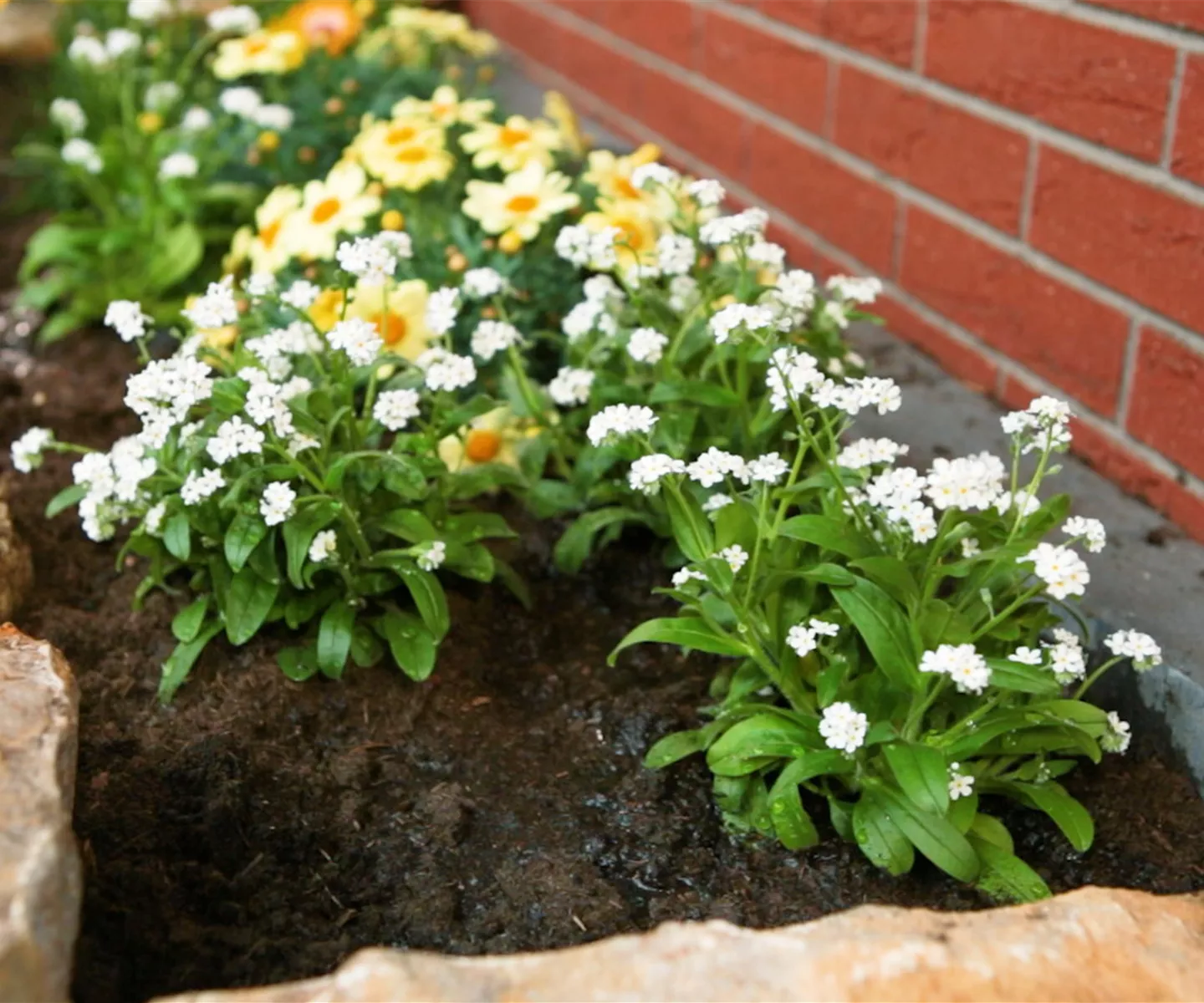 Weißes Vergissmeinnicht - Einpflanzen im Garten