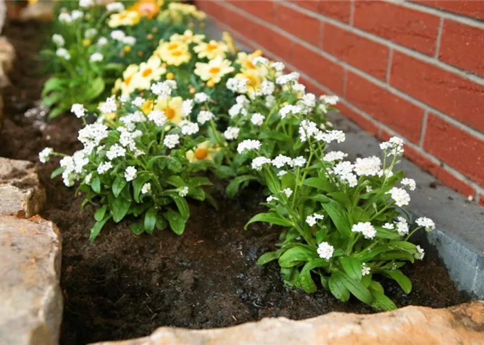 Weißes Vergissmeinnicht - Einpflanzen im Garten