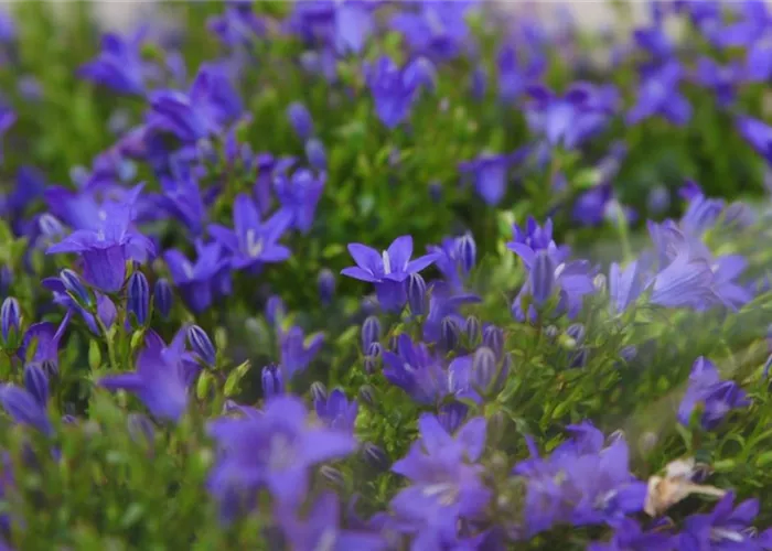 Glockenblume - Einpflanzen in den Garten