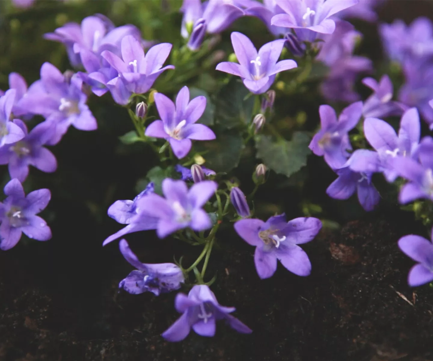Dalmatiner Polster-Glockenblume - Einpflanzen im Garten