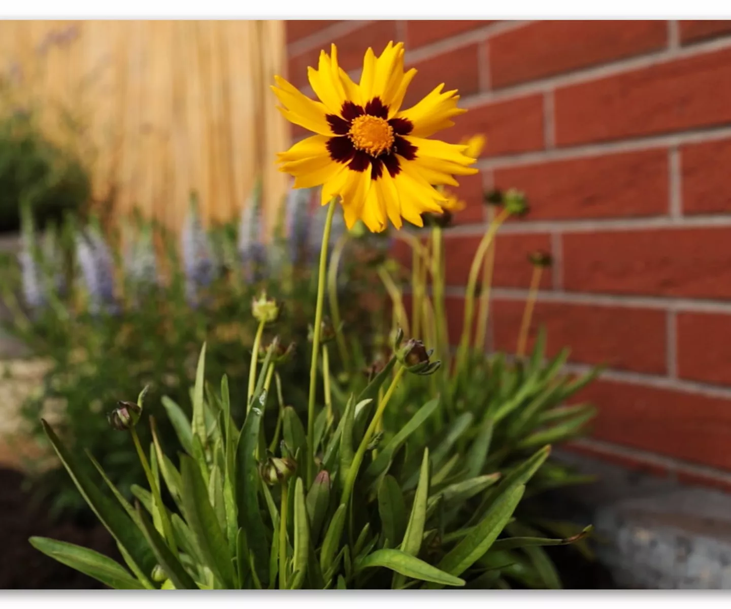Mädchenauge - Einpflanzen im Garten