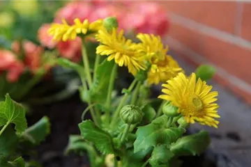 Gemswurz - Einpflanzen im Garten