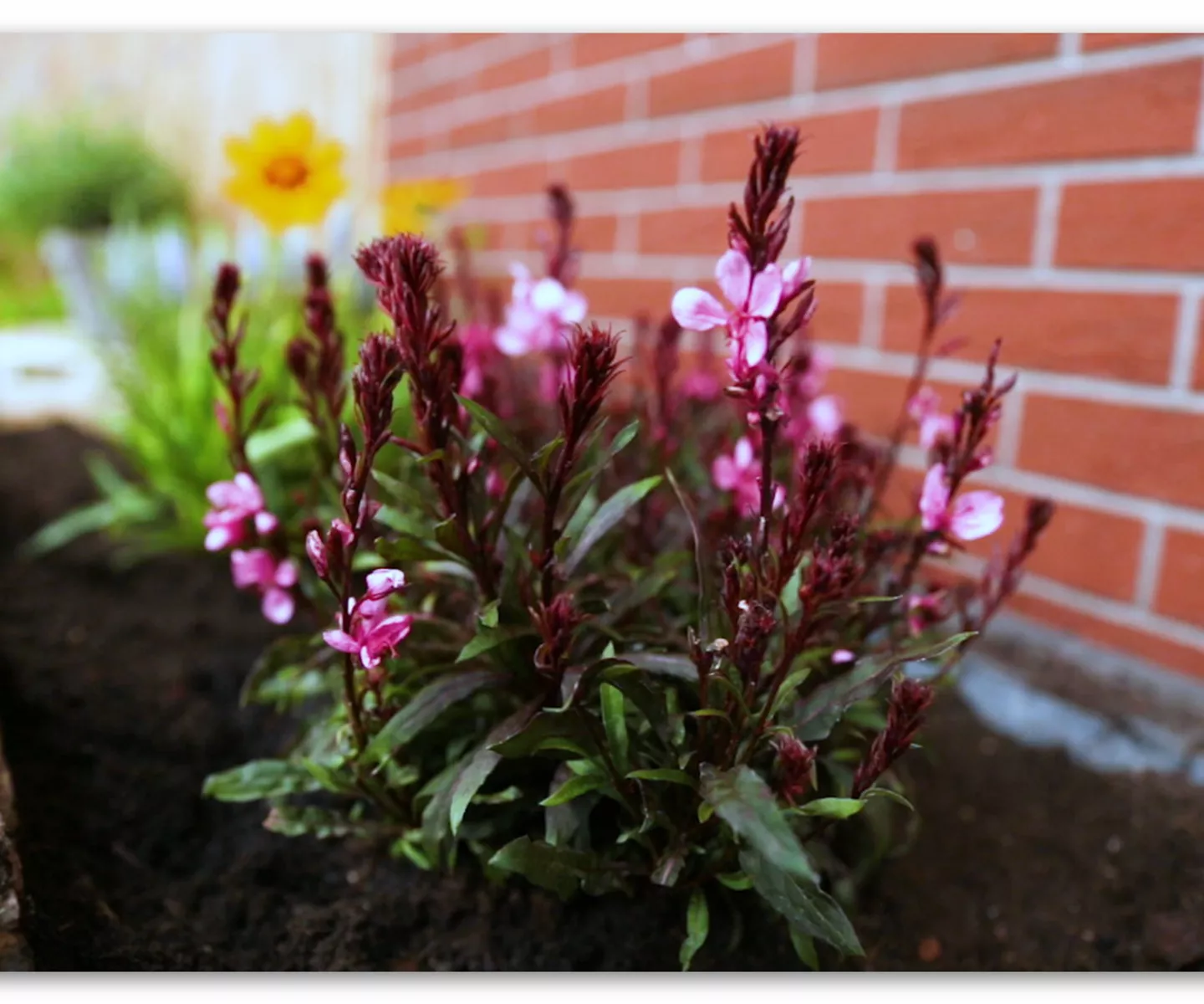 Prachtkerze – Einpflanzen im Garten
