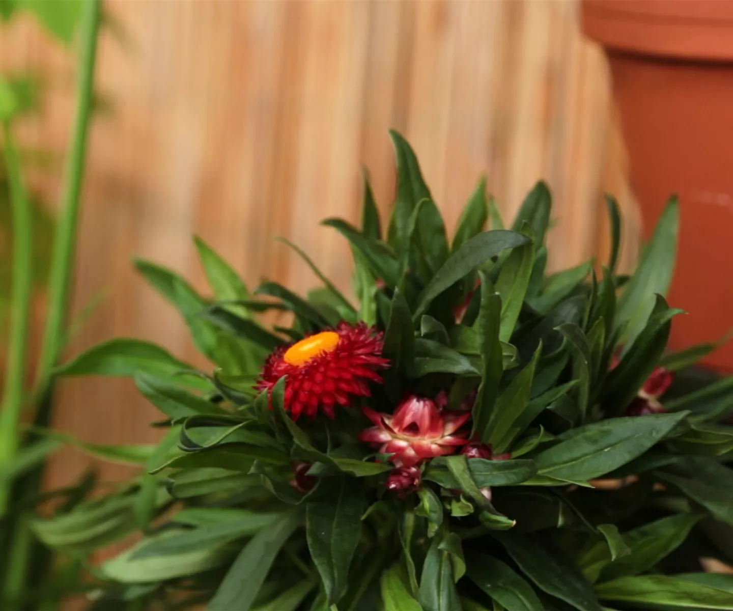 Garten-Strohblume - Einpflanzen in ein Gefäß