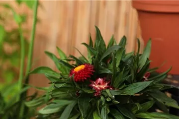 Garten-Strohblume - Einpflanzen in ein Gefäß