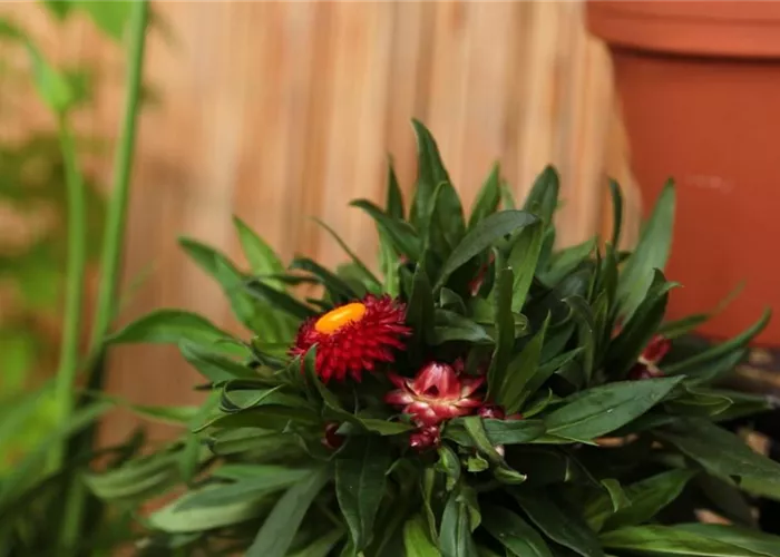 Garten-Strohblume - Einpflanzen in ein Gefäß