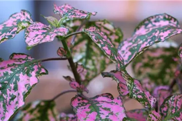 Punktblatt - Einpflanzen im Garten