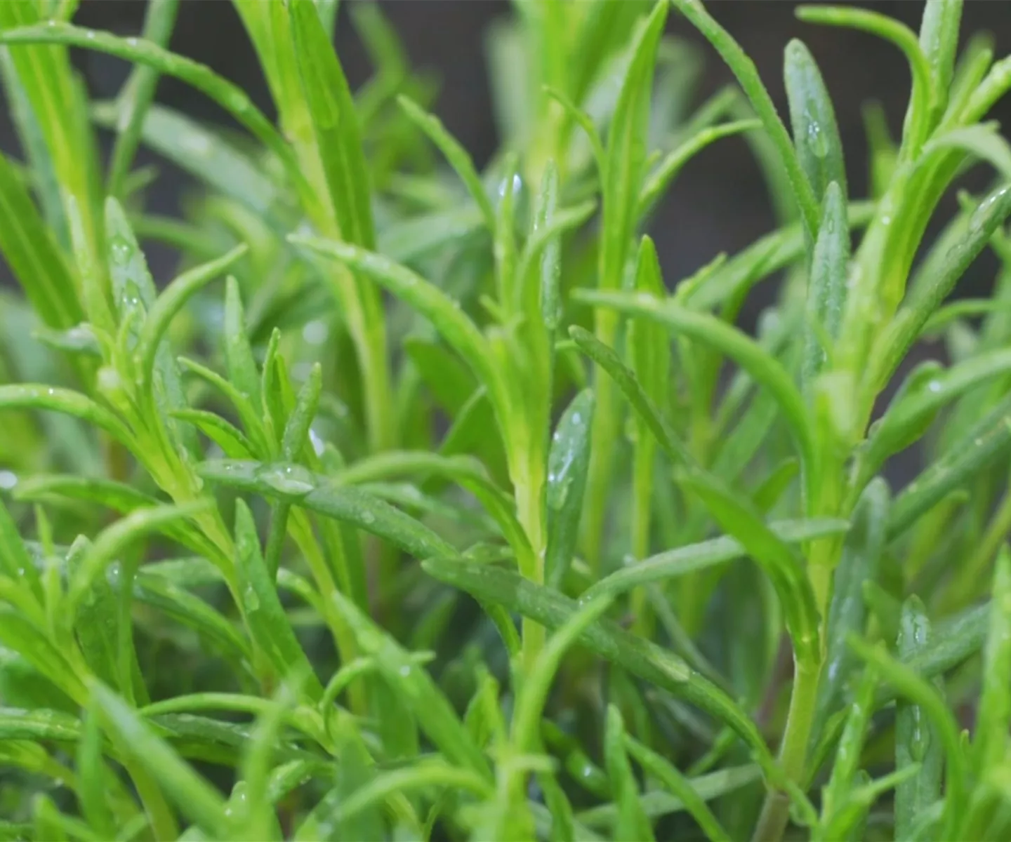 Lavendel - Einpflanzen im Garten