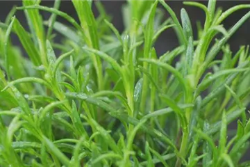 Lavendel - Einpflanzen im Garten