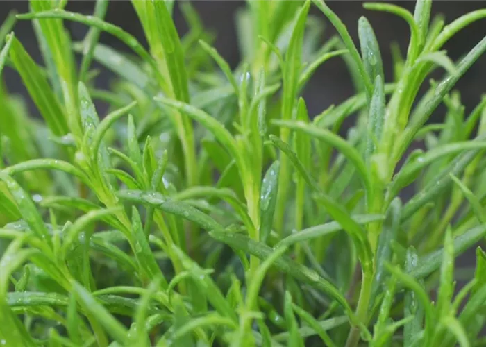 Lavendel - Einpflanzen im Garten