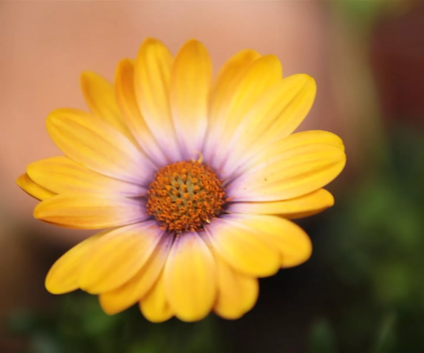 Kapkörbchen - Einpflanzen in den Garten