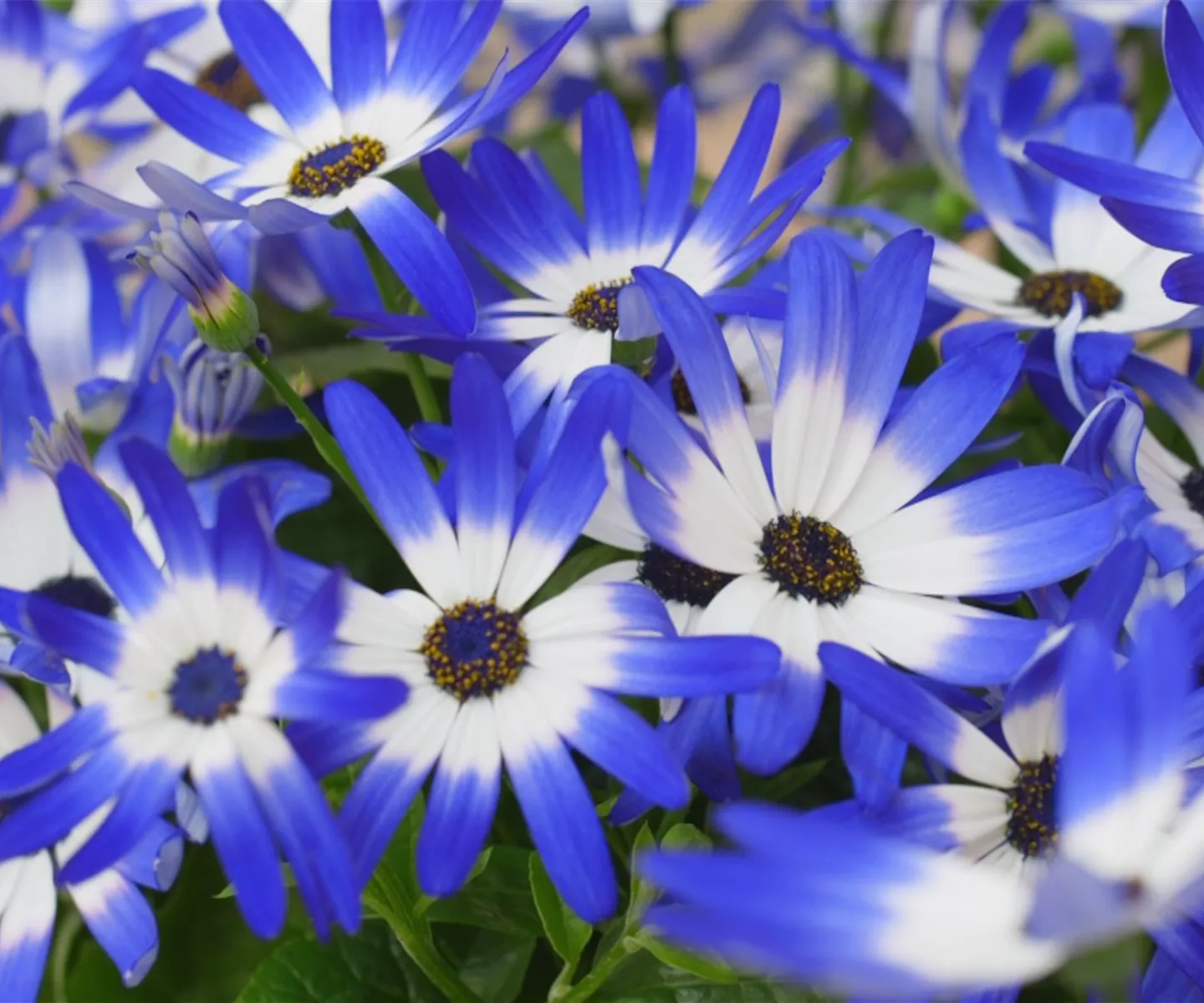 Aschenblumen - Einpflanzen im Garten