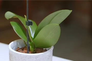 Orchideen pflegen