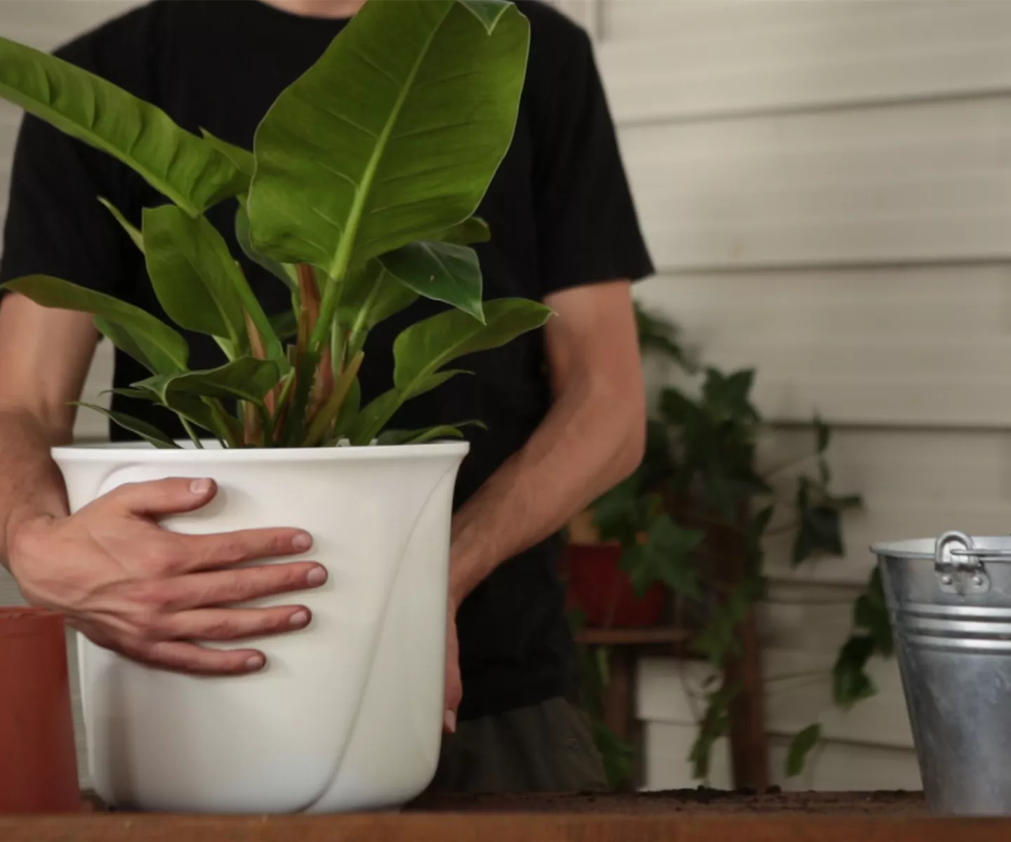 Philodendron - Einpflanzen in ein Gefäß