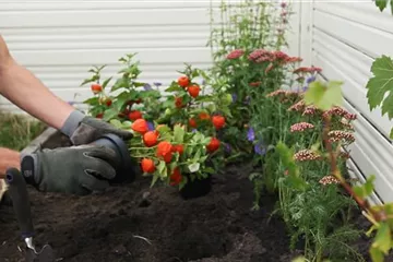 Physalis - Einpflanzen im Garten