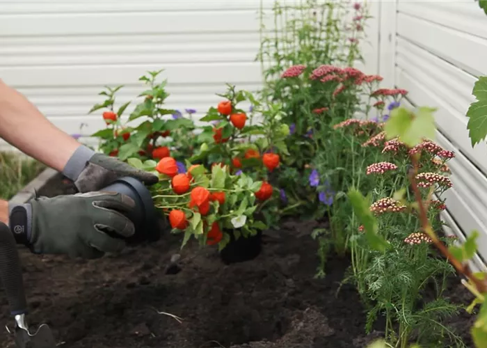 Physalis - Einpflanzen im Garten