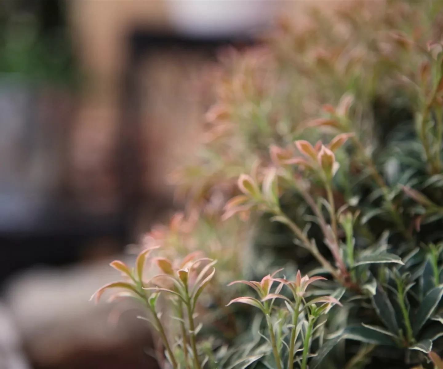Japanisches Schattenglöckchen - Einpflanzen im Garten