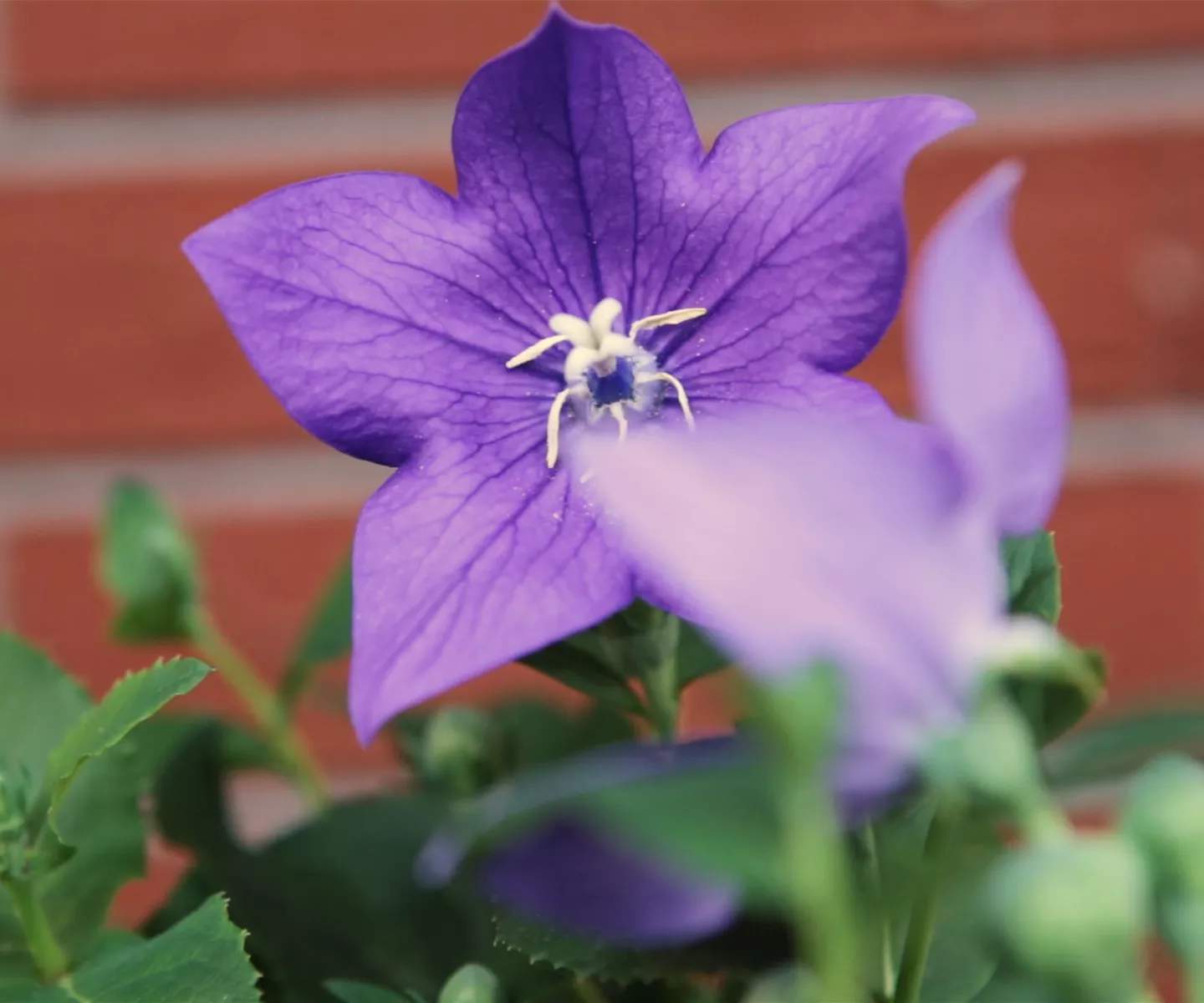 Ballonblume- Einpflanzen im Garten
