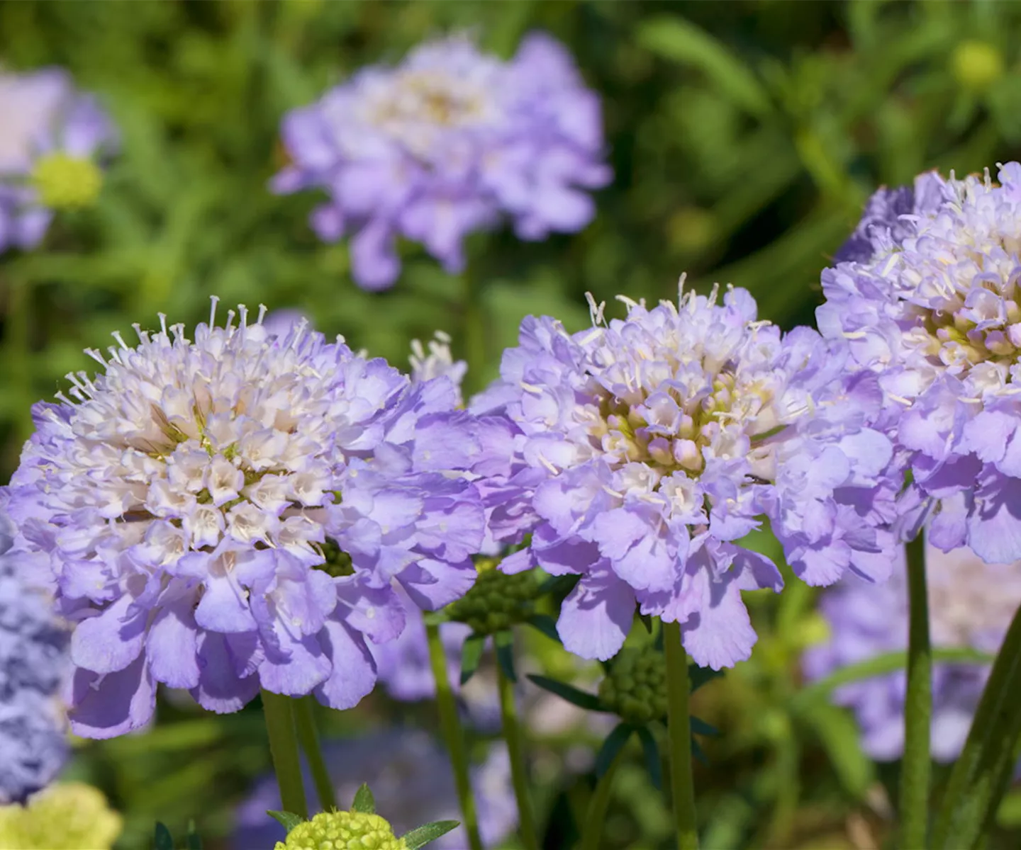 Taubenskabiose - Einpflanzen im Garten