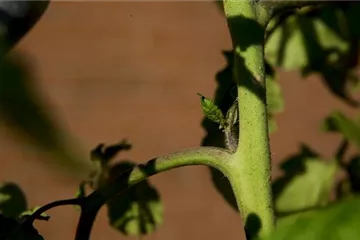 Wie machst du das? - Tomaten ausgeizen
