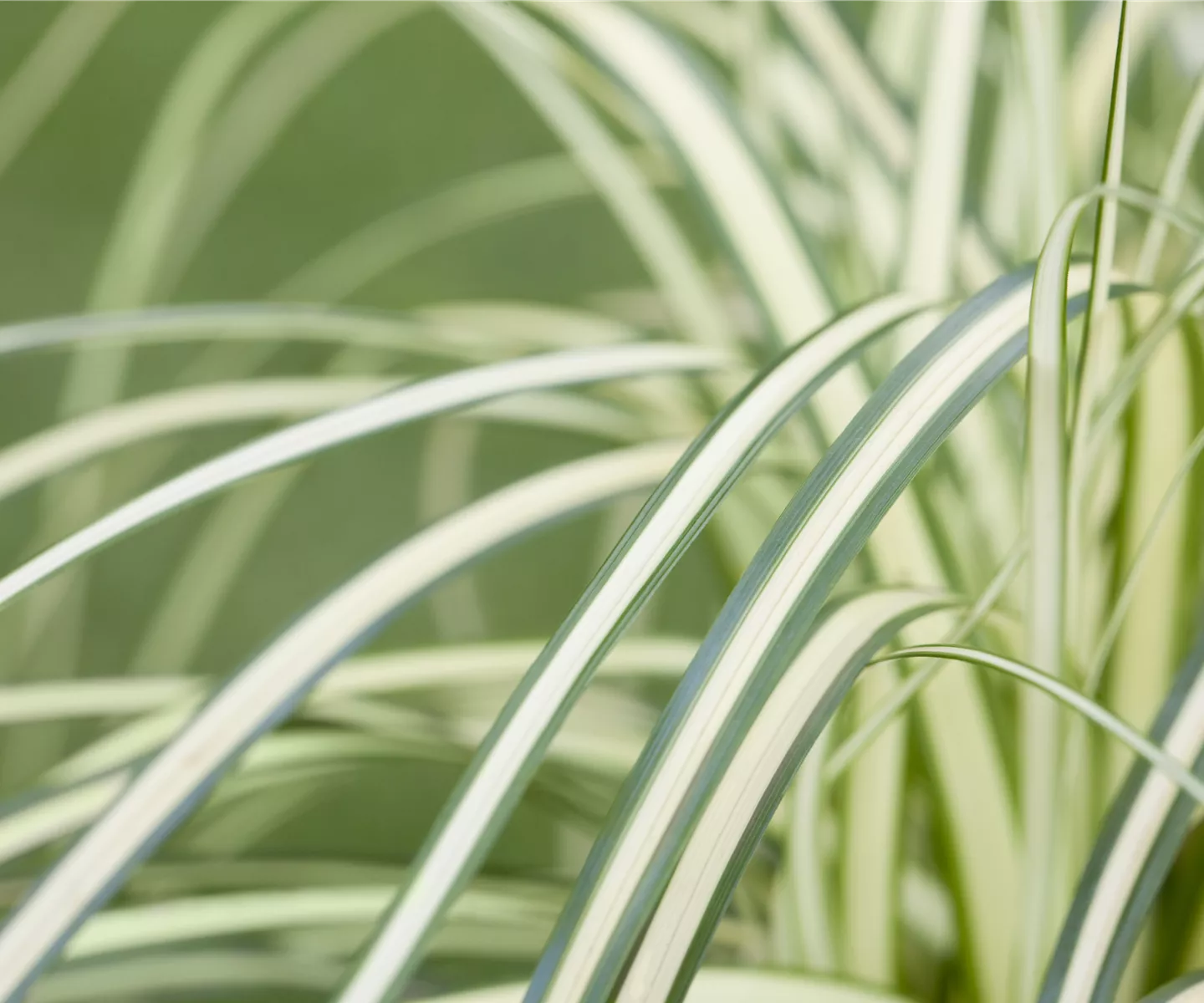 Carex – mehr als nur einfache Gräser