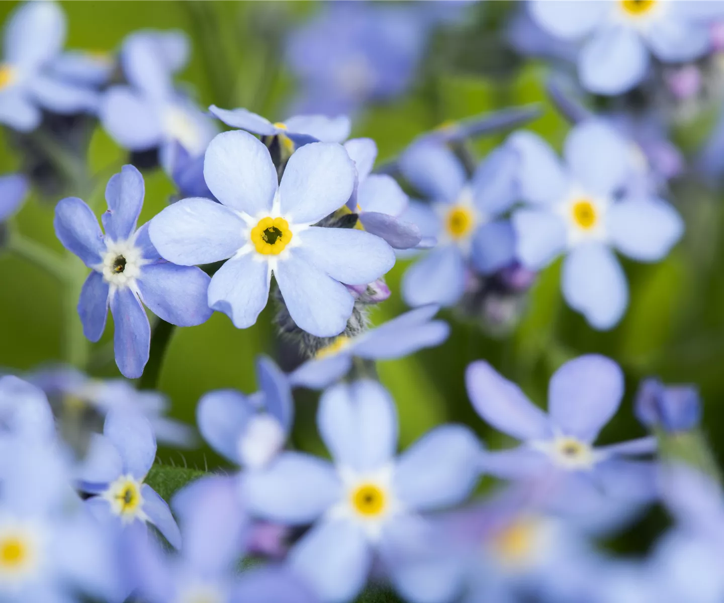 Das Vergissmeinnicht als Frühlingsbote