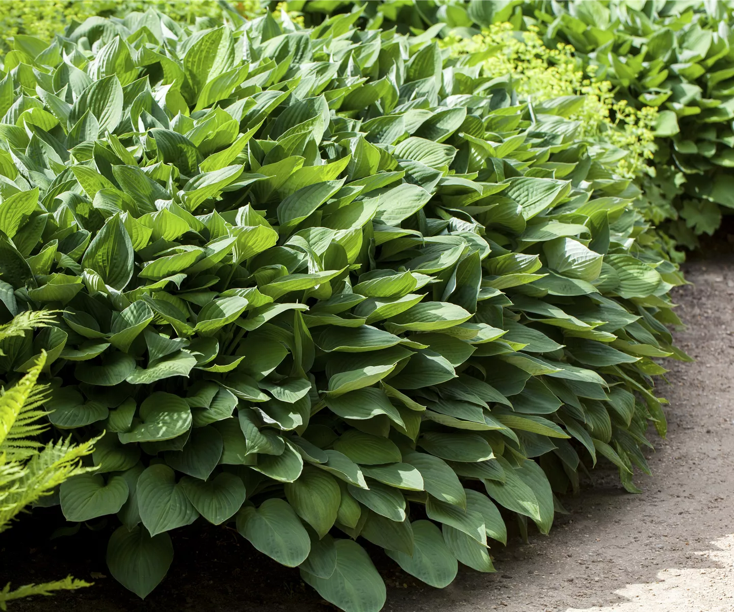 Die Funkie – der Allrounder im Garten