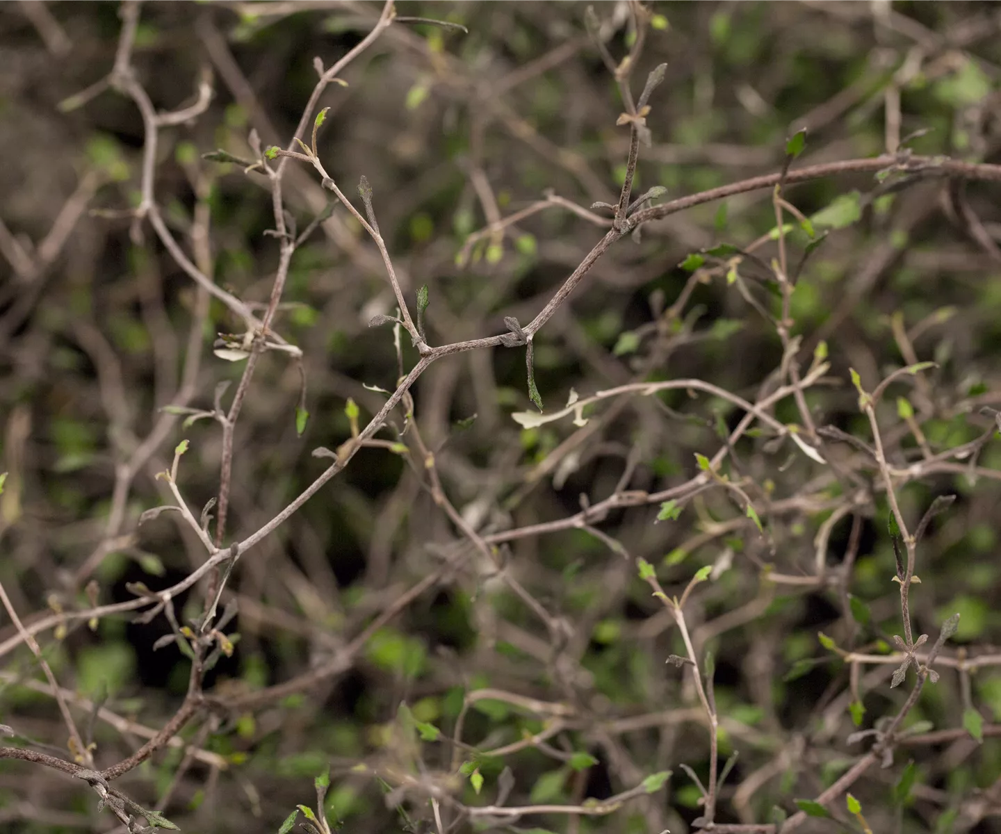 Der Zickzackstrauch – dekorativer Allrounder für Garten und Wohnung