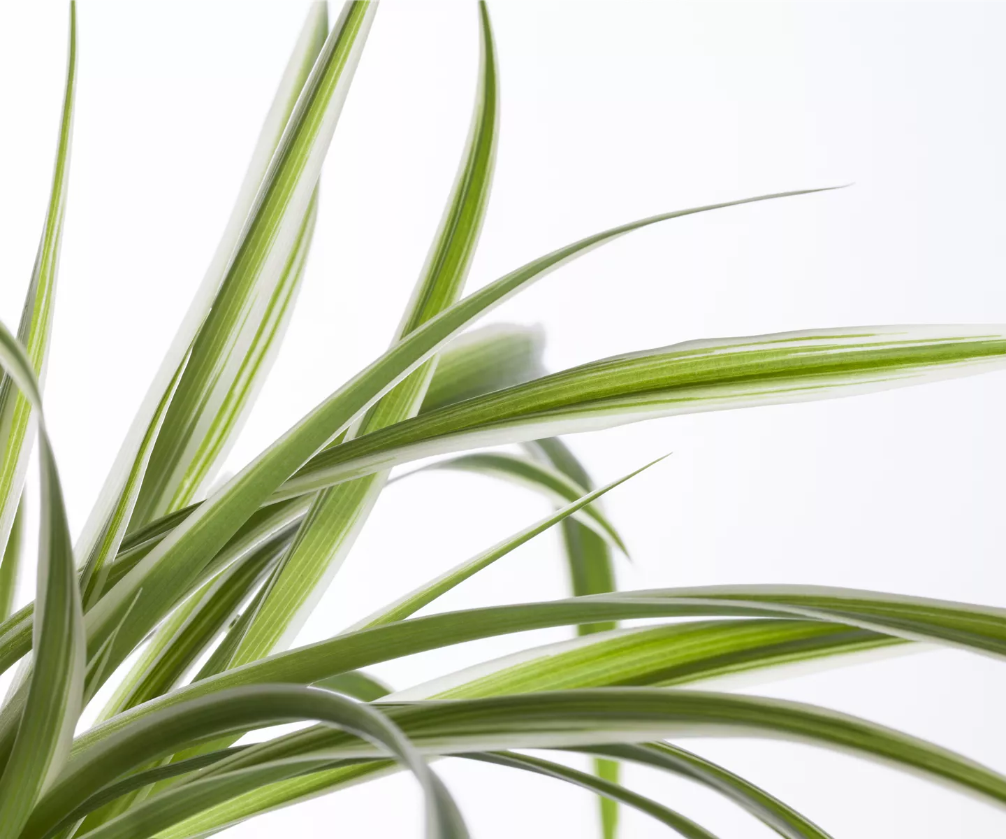 Die Grünlilie in einer Hydrokultur