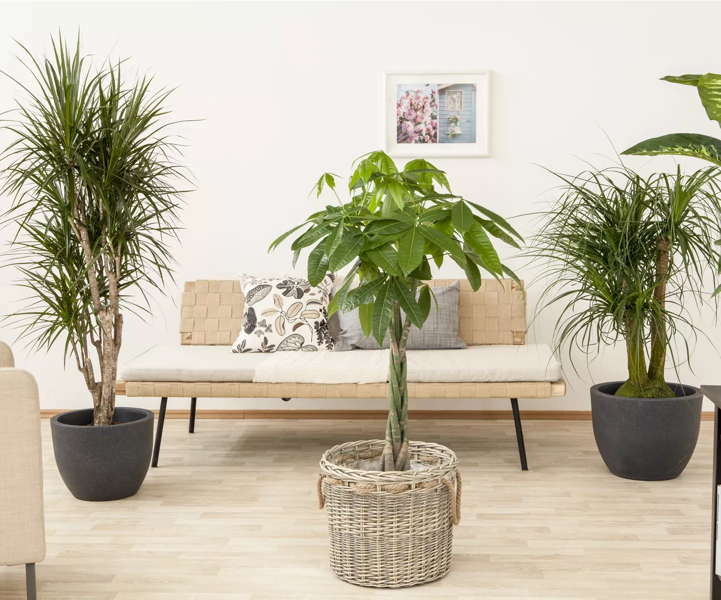 Die Glückskastanie – der asiatische Glücksbringer