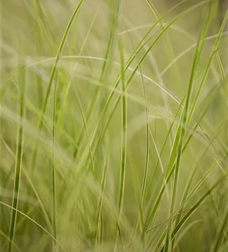 Carex brunnea 'Variegata'