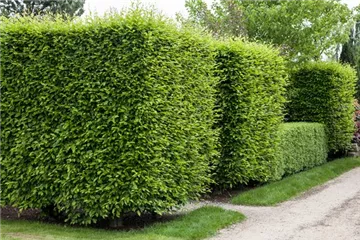 Sichtschutz für Ihren Garten