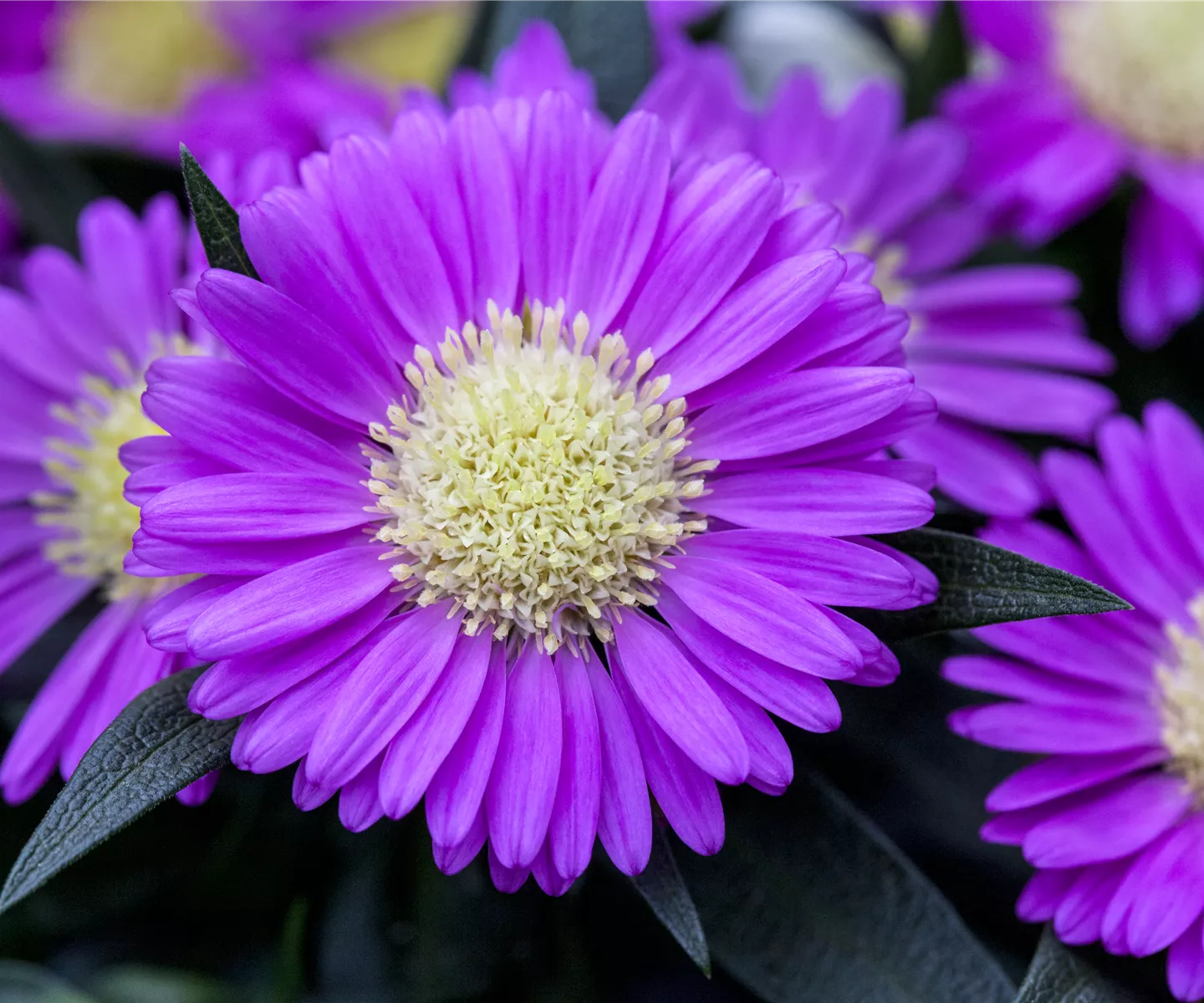 Astern – Die Stars in Ihrem Garten