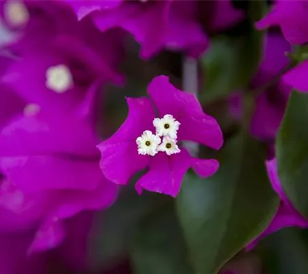 Bougainvillea – Die Wunderblume richtig pflegen