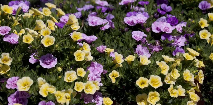 Calibrachoa