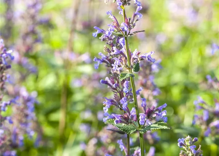 Nepeta