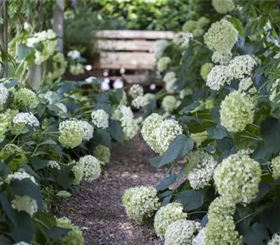 Schattengarten – Tipps zur Gestaltung