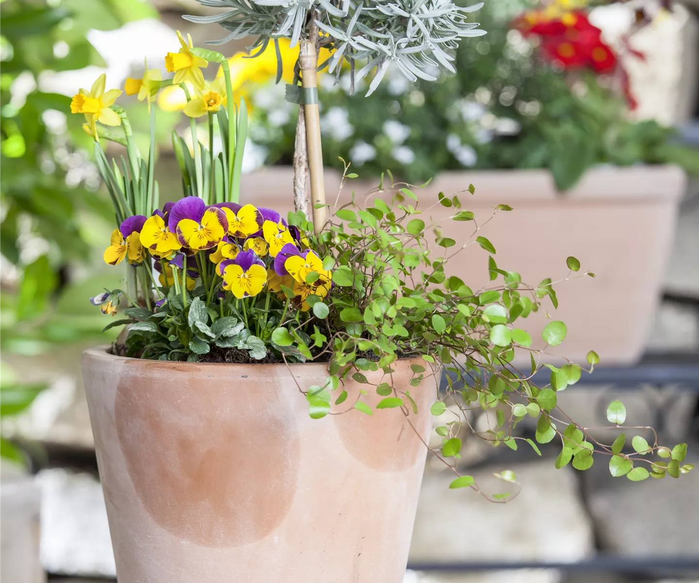 Blumenzwiebeln – einpflanzen in ein Gefäß