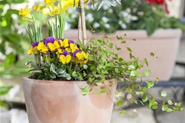Blumenzwiebeln – einpflanzen in ein Gefäß