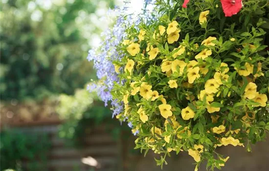 Mit Sommerblumen im Garten kommt viel Farbe ins Beet