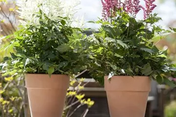 Garten to go: ungewöhnliche Pflanzgefäße im mobilen Garten