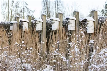 Fettfutter für Vögel selber herstellen